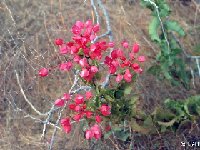 Antigonon leptopus JL Baja California (climbing vine, Polygonaceae)